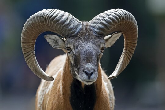Mufflon (Ovis gmelini musimon), aries, animal portrait, Germany