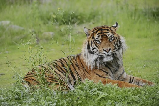 Sumatran tiger (Panthera tigris sumatrae), male, captive, occurring on Sumatra, Indonesia