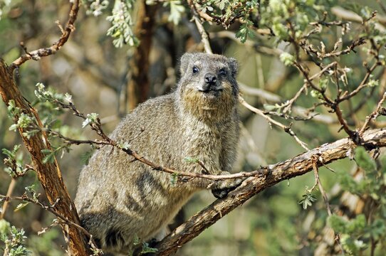 Cape Hyrax, Rock Hyrax, (Procavia capensis), Champagne Castle valley, Drakensberge mountains, Kwazulu-Natal, South Africa, Africa