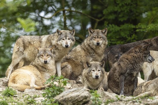 A group of wolves showing pack behaviour in a natural environment, posing together, Timber wolf, American wolf (Canis lupus occidentalis)