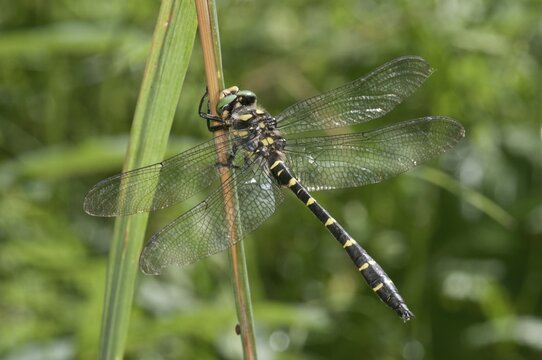 Sombre Goldenring (Cordulegaster bidentatus), Untergr&ouml;ningen, Abtsgmuend, Baden-W&uuml;rttemberg, Germany