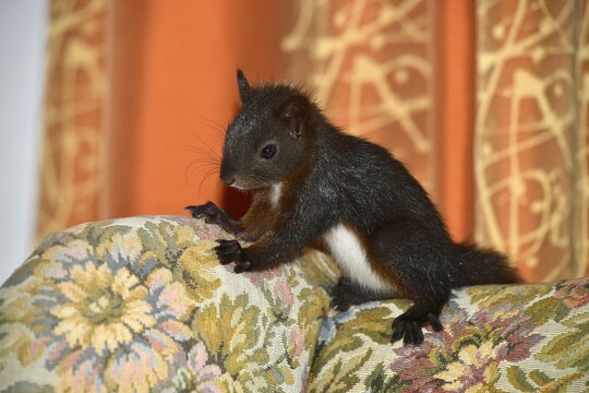 Eurasian Red Squirrel (Sciurus vulgaris), hand-reared, Tyrol, Austria