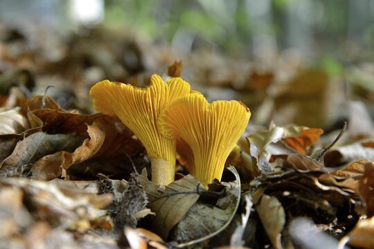 Golden Chanterelle or Chanterelle (Cantharellus cibarius), Black Forest, Baden-W&uuml;rttemberg, Germany