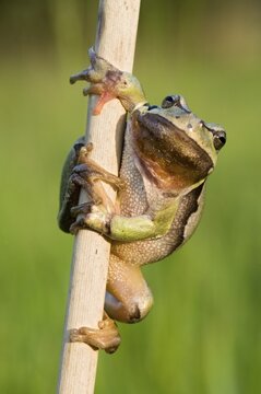 European Tree Frog (Hyla arborea)