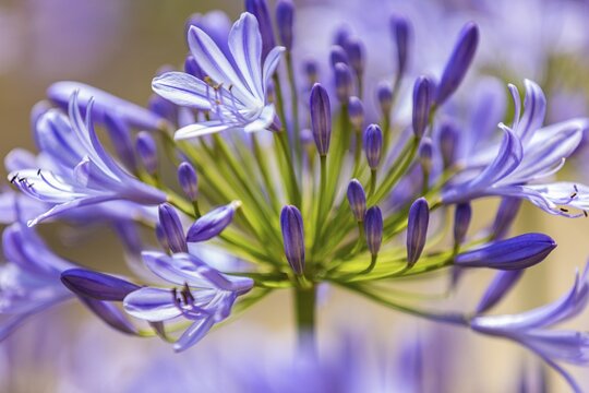 Lilies of the nile (agapanthus), Rio nell Elba, Elba, Tuscan Archipelago, Tuscany, Italy