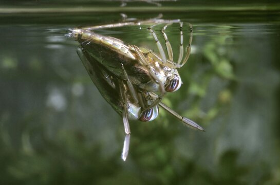 Notonecta glauca backswimmer (Notonecta glauca), couple