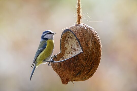 Blue tit (Parus caeruleus) at a coconut filled with bird food, winter feeding, Limbach, Burgenland, Austria