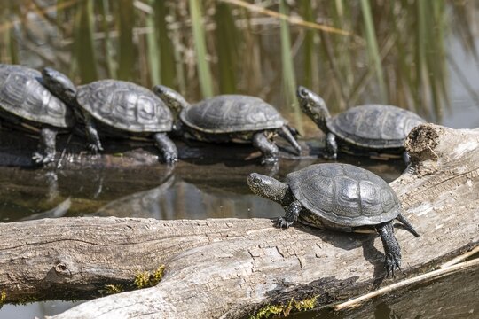 European pond turtles (Emys orbicularis), on a tree trunk, Germany