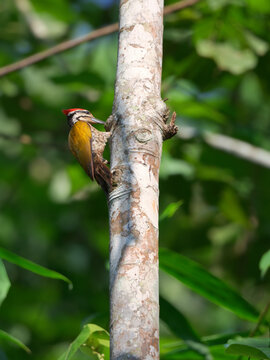 A colorful Common flameback woodpecker clings vertically to a pale tree trunk, using its strong beak to drill a hole at Kaeng Krachan NP Thailand
