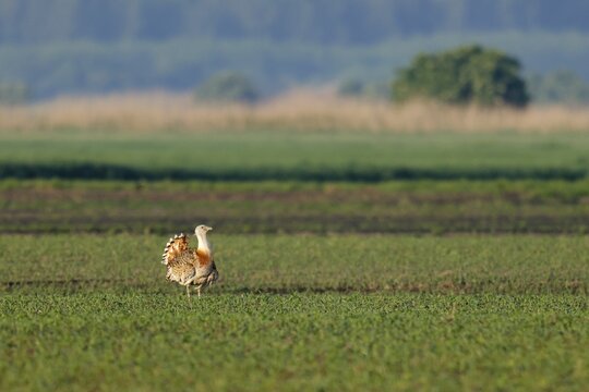 Great Bustard (Otis tarda) mating in a field, wildlife, Burgenland, Austria