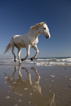White Camargue horse running in water on the beach, Camargue, France, Europe