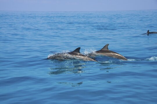 Bottlenose Dolphins (Tursiops truncatus), Qalansia, island of Socotra, Yemen