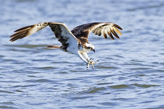Western osprey (Pandion haliaetus) catches fish, Lake Malchin, Mecklenburg-Western Pomerania, Germany