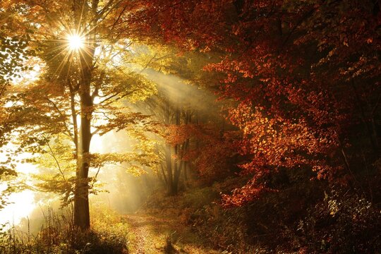 Forest path through beech forest in full autumn colour in autumn, sun shining through morning fog, Harz, Wernigerode, Saxony-Anhalt, Germany