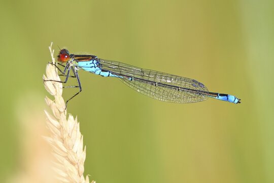 Small Red-eyed Damselfly (Erythromma viridulum), Lahn at Leun-Biskirchen, Hesse, Germany, Europe