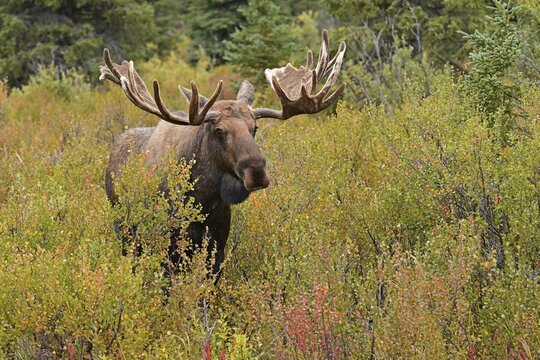 Bull moose (Alces alces) standing in the boreal forest amidst the autumn coloured bushes, Denali National Park