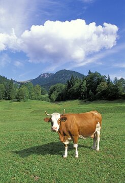 Bavarian cow