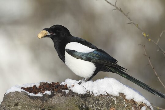 Magpie (Pica pica) perched on the feeding area in the snow, Bavaria, Germany