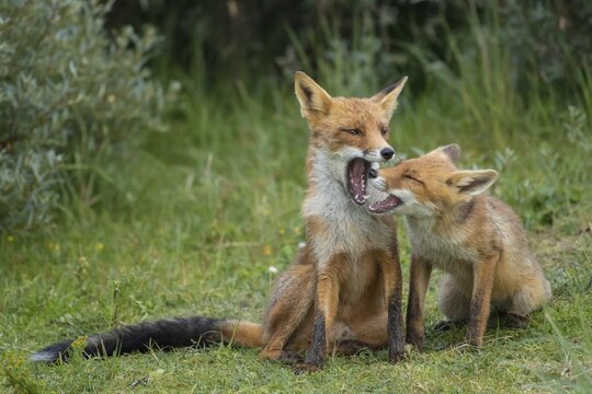 Red foxes (Vulpes vulpes), Mother with young, sitting side by side, young fox, Netherlands
