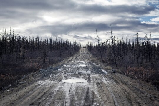Road, drunken trees, thawing permafrost, Chersky, Yakutia, Russia