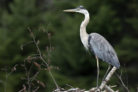 Great blue heron (ardea herodias) perched on a pile of branches and watching, La Mauricie national park, province of Quebec, Canada,