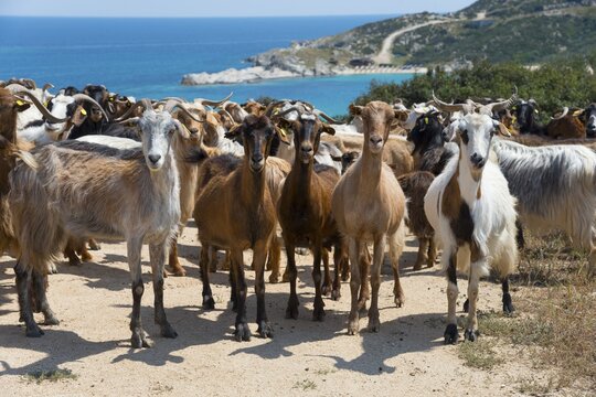 A herd of goats stands on a coastline overlooking the sea, Kriaritsi, Sithonia, Halkidiki, Central Macedonia, Greece