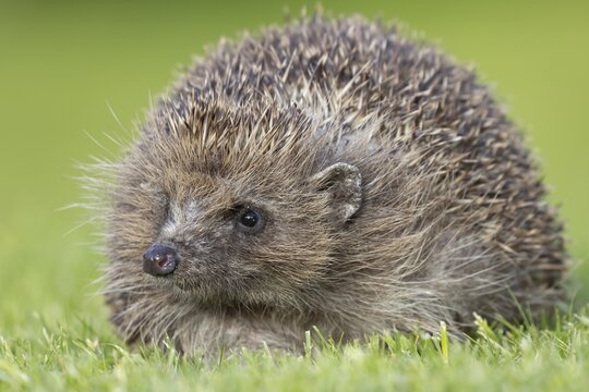 European hedgehog (Erinaceus europaeus) adult animal on a garden lawn, England, United Kingdom