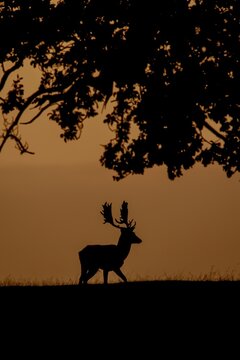 Fallow deer (Dama dama) adult male buck standing in a woodland at sunset, England, United Kingdom