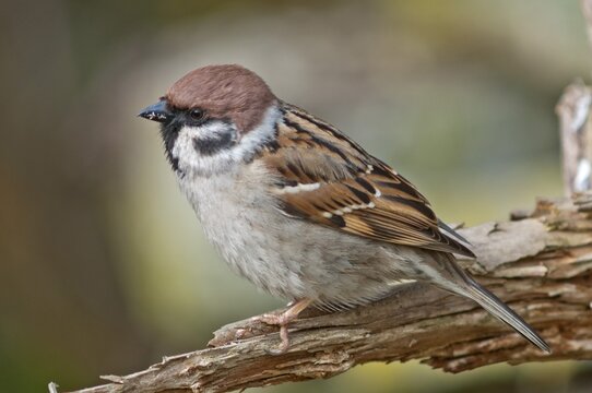 Tree Sparrow (Passer montanus), Untergr&ouml;ningen, Abtsgmuend, Baden-W&uuml;rttemberg, Germany