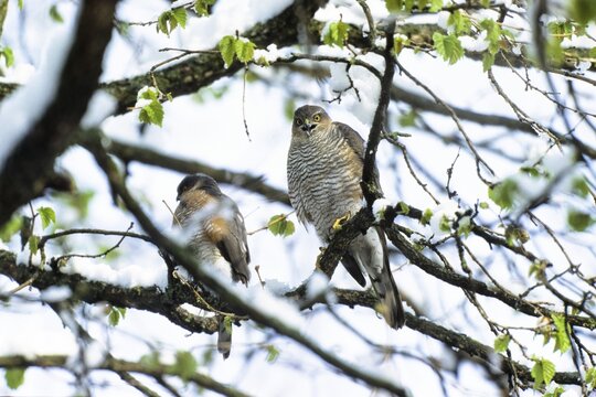 Sparrowhawks (Accipiter nisus), couple in late winter, Upper Bavaria, Germany, Europe