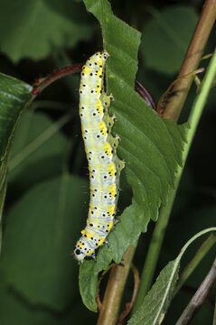 Figure of Eight (Diloba caeruleocephala), caterpillar feeding
