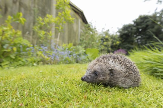 European hedgehog (Erinaceus europaeus) adult animal on a garden grass lawn in the spring, England, United Kingdom