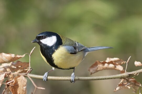 Great Tit (Parus major), males, Untergr&ouml;ningen, Abtsgmuend, Baden-W&uuml;rttemberg, Germany