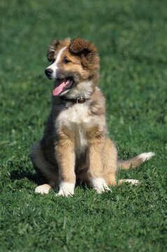 Collie-sheepdog crossbreed, puppy, 3 months old