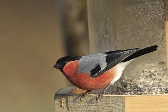 Male Eurasian Bullfinch (Pyrrhula pyrrhula) perched on a feeder