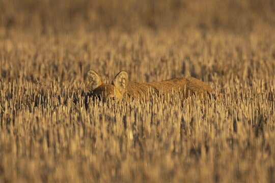Chinese water deer (Hydropotes inermis) adult animal resting in a farm stubble field, England, United Kingdom