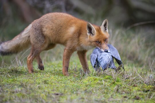 Red fox ( Vulpes vulpes) with captured wood pigeon in mouth, Netherlands