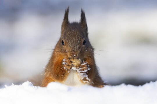 Red squirrel (Sciurus vulgaris) adult animal feeding on a nut in snow in winter, England, United Kingdom
