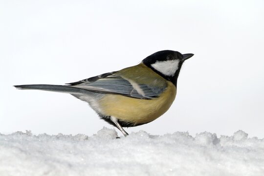 Great Tit (Parus major), Schwaz, Tyrol, Austria, Europe
