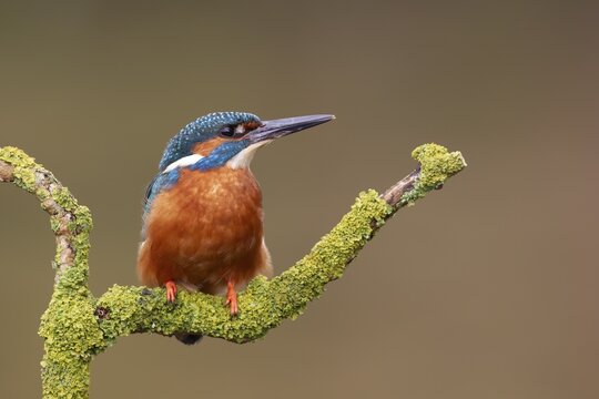 Common kingfisher (Alcedo atthis) adult male bird on a tree branch, England, United Kingdom