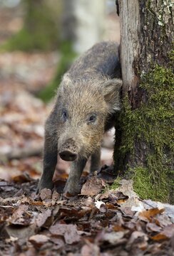 Wild Boar (Sus scrofa), piglet scratching itself on a tree