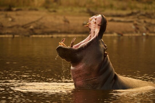 Hippo (Hippopotamus amphibius) in the water threatens with open mouth, D&uuml;sternbrook, Otjozondjupa region, Namibia