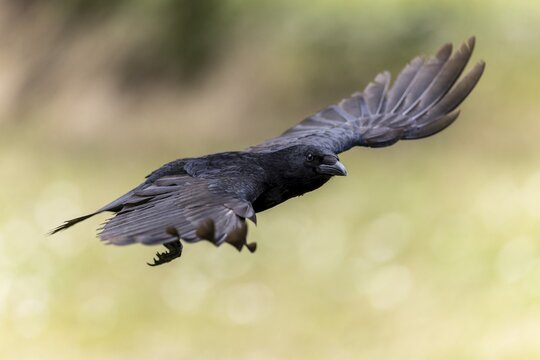 Carrion crow (Corvus corone) in flight, wildlife, Germany