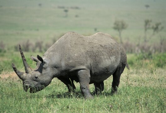 Black Rhino ( Diceros bicornis) - Masai Mara - Kenya