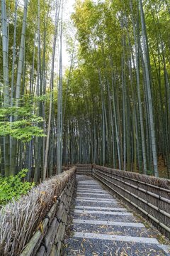 Bamboo forest path, Adashino Nenbutsu-ji temple, Kyoto, Japan
