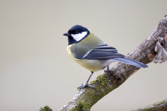 Great Tit (Parus major)
