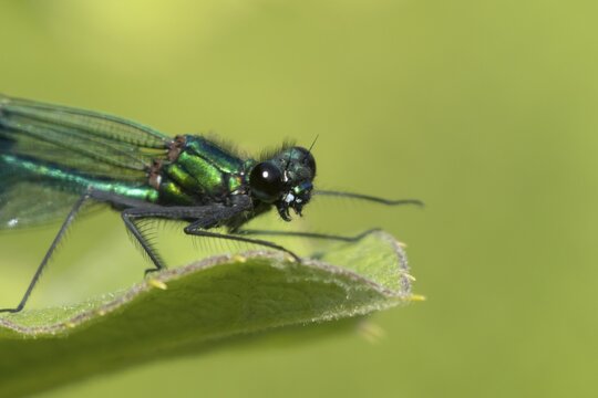Banded demoiselle damselfly (Calopteryx splendens) adult male insect resting on a plant leaf in summer, England, United Kingdom