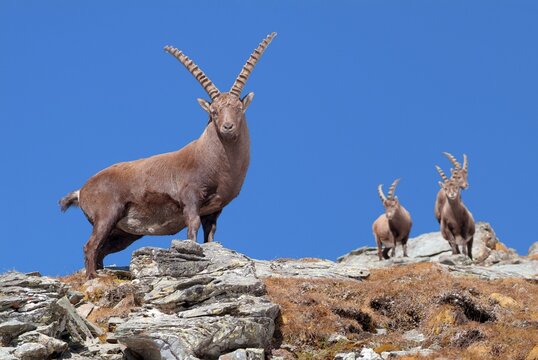 Male Alpine Ibex (Capra ibex), Hohe Tauern National Park, Carinthia, Austria, Europe