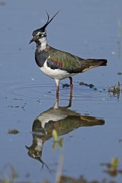 Northern lapwing (Vanellus vanellus) in a waterhole, wildlife, Burgenland, Austria