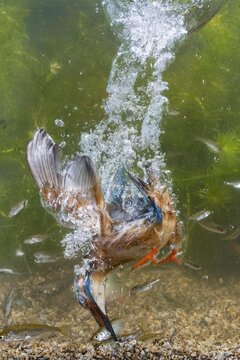 Common kingfisher ( Alcedo atthis) diving under water for fish, prey thrust, hunting, naarden, Netherlands